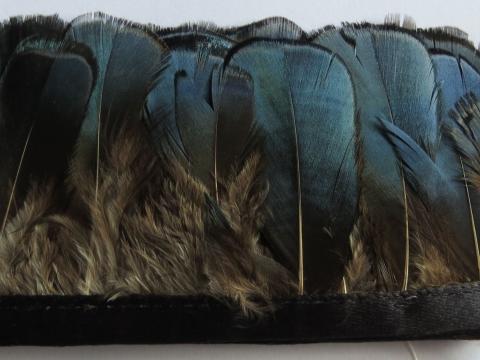 Lady Amhurst Blue Banded Feathers