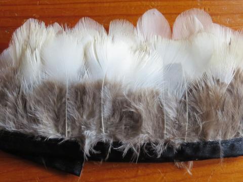 Lady Amhurst White Round Feathers Banded with blemishes