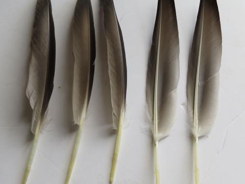 Duck Primary Wing Feathers