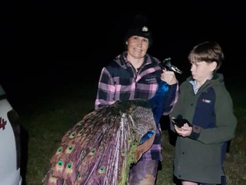 Wendy's first peacock