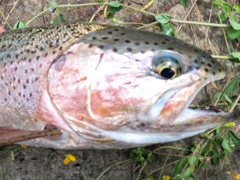 Rainbow on a bh Zug Bug