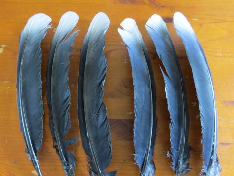 Black and White Tipped Quill Feathers