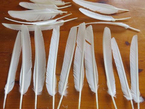 18 natural white turkey primary