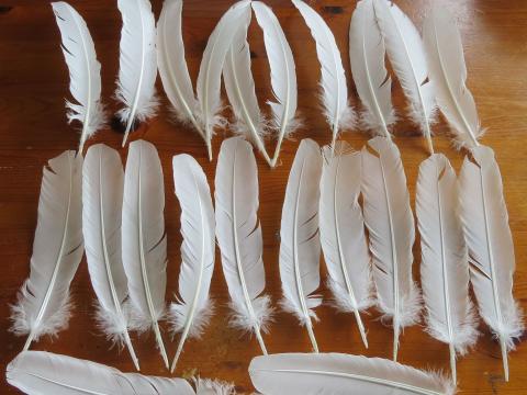 23 Natural white turkey quills