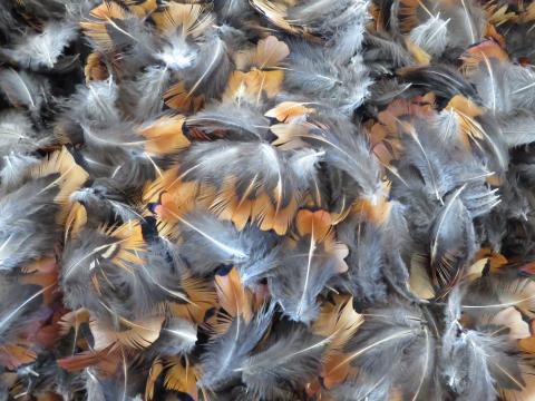 Copper and Blue Short Feathers Bulk