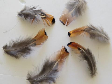 Copper and Blue Short Feathers Closeup