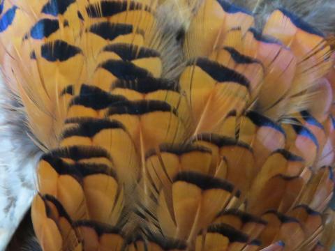 Copper and Blue Short Feathers Layered