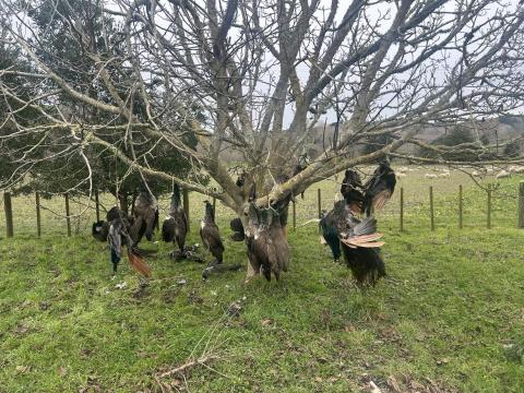 A few wet birds