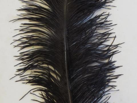 black-plume-45cm