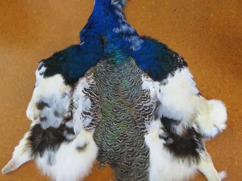 albino-shimgreen-pelt.jpg