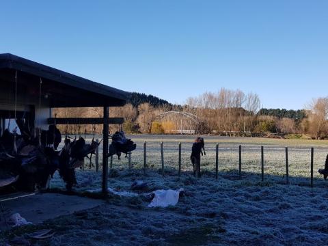 frosty_morning.jpg