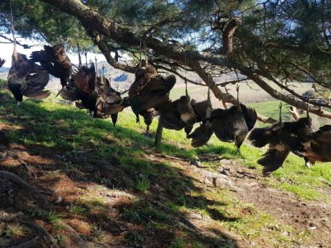hanging_birds.jpg