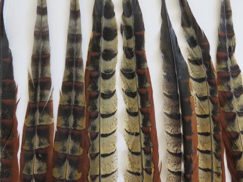 Reeve's pheasant tail feathers closeup