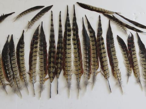 Reeve's pheasant tail feathers