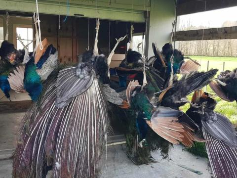 peacocks.jpg
