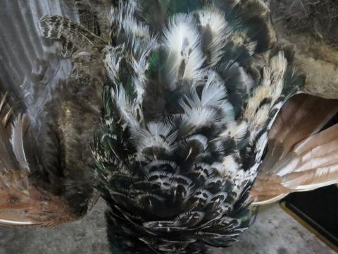 Juvenile Peacock