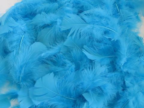 Aqua turkey plumage bulk