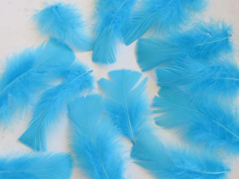 Aqua turkey plumage closeup