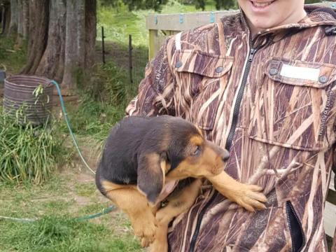 Collecting Wendy's new pup