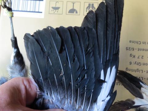 Magpie wing showing primary and secondary wing feathers