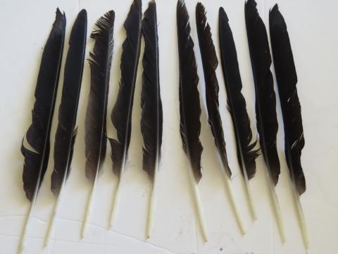 Magpie primary wing feathers