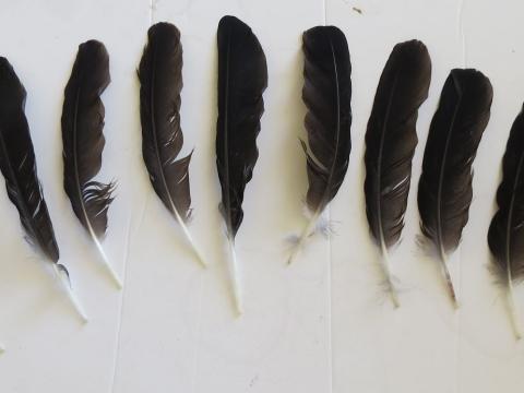 Magpie secondary wing feathers