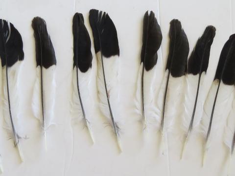 Magpie Tail Feathers