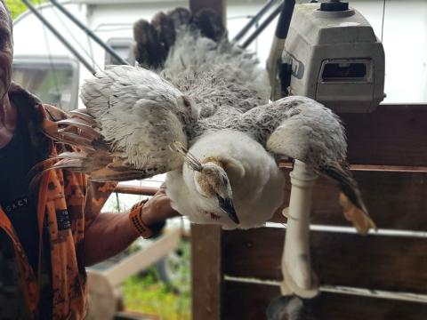 Shane with an albino peahen
