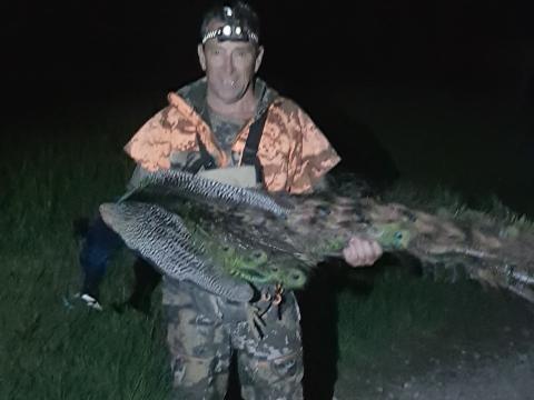 Shane with a big peacock