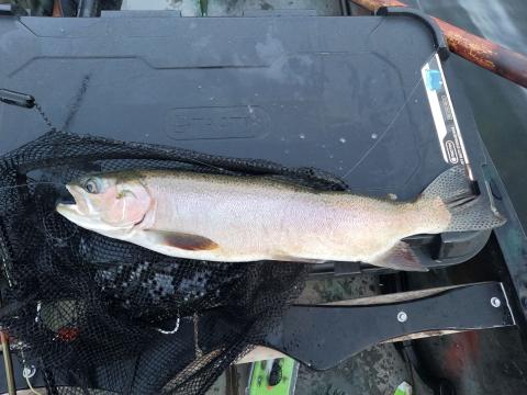 Bead Head Olive Damsel Nymph