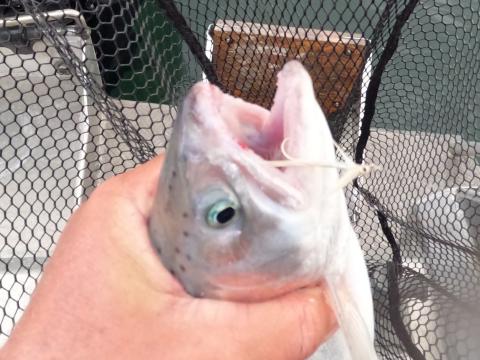 Pearl and White Jigging Smelt size 6