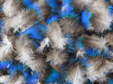 Beautiful Blue Feathers Bulk