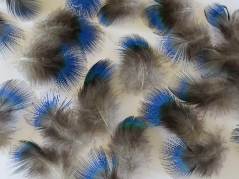 Beautiful Blue Feathers Closeup