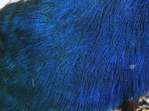 Beautiful Blue Feathers Layered