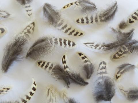 Beige and Chocolate Feathers Closeup