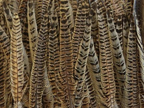 Beige Pheasant Tail Feathers Bulk
