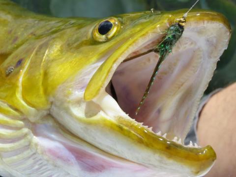 Bead Head Krystal Olive Woolly Bugger and Brown Trout