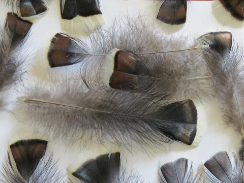 Black and Paua Feathers Closeup