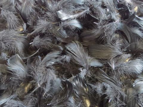 Black Loose Feathers Bulk