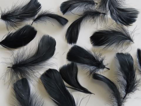 Black Loose Feathers Closeup