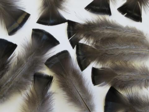 Black Square Tipped Feathers Closeup