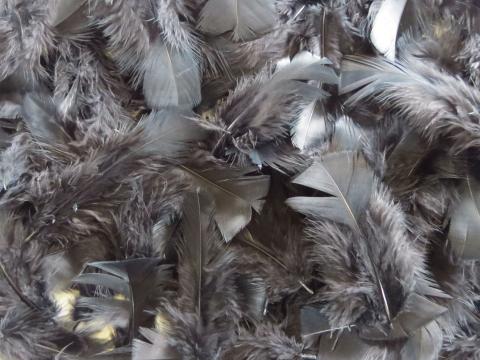 Black Turkey Plumage Loose Feathers Bulk
