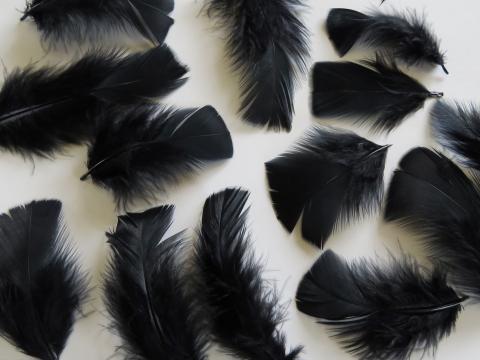 Black Turkey Plumage Closeup