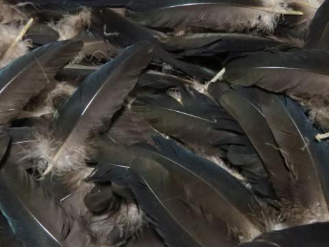 Blue and Black Wing Quill Feathers Bulk