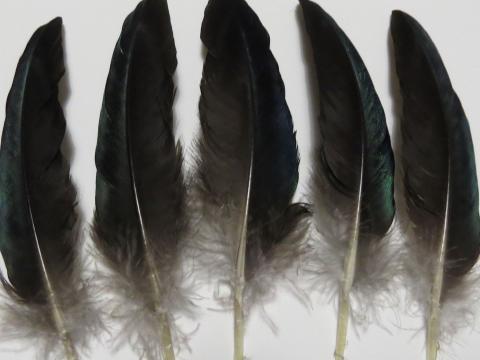 Blue and Black Wing Quill Feathers Closeup