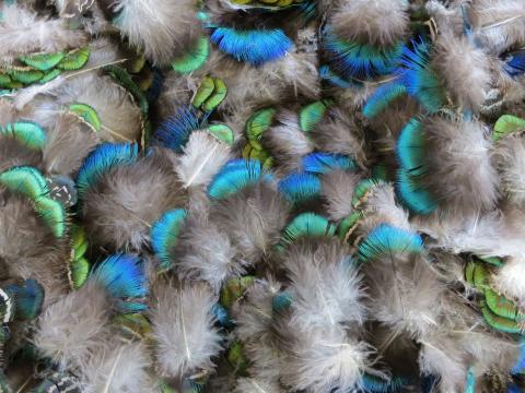 Blue Green Feathers Bulk