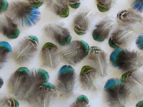 Blue Green Feathers Closeup