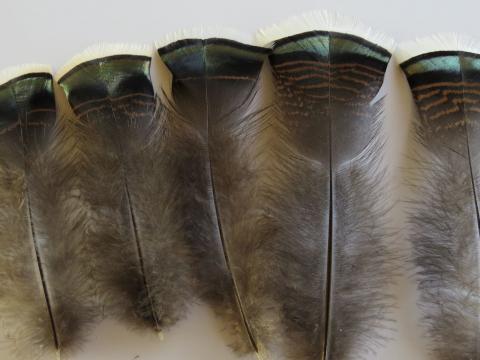 Bronze Banded Flats Feathers Closeup