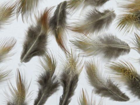 Bronze Feathers Closeup