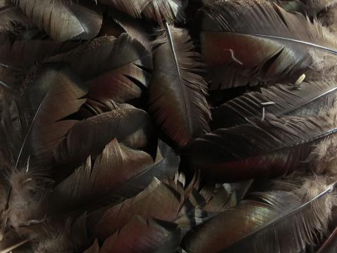 Bronze Wing Quill Feathers Bulk
